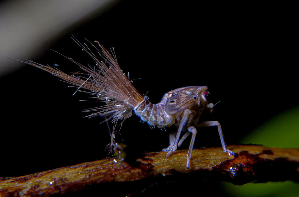 ಕಿರಣ್‌ ಕುಮಾರ್‌ ತೆಗೆದ ಈ ದಿನದ ಫೋಟೋ