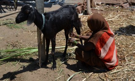 ಅಪ್ಪನ ಕೌಟುಂಬಿಕ ಅರ್ಥಶಾಸ್ತ್ರ