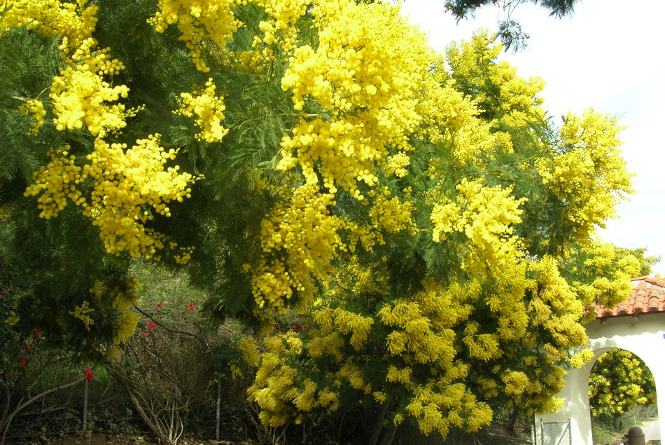 ಕನಸಿಗಿದೆ ಘನತೆ ಎನ್ನುತ ಕಾಡುವ ವಸಂತ