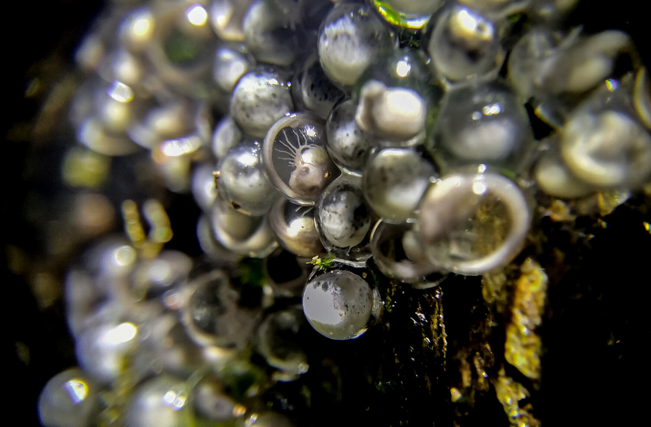 ಶಿದ್ದಲಿಂಗೇಶ್‌ ಮತ್ತೂರ್ ತೆಗೆದ ಈ ದಿನದ ಫೋಟೋ