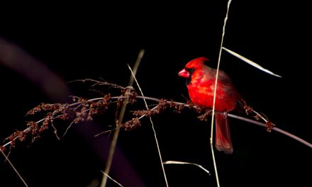 ಸ್ಮಿತಾ ರಾವ್ ತೆಗೆದ ಈ ದಿನದ ಫೋಟೋ