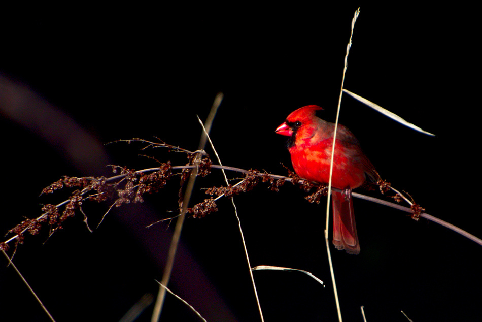ಸ್ಮಿತಾ ರಾವ್ ತೆಗೆದ ಈ ದಿನದ ಫೋಟೋ