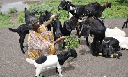 ಪ್ರಾಣಿಲೋಕದ ಪ್ರೀತಿಸುಧೆಯ ನೆನಪುಗಳು