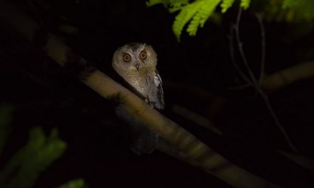 ಗುಮ್ಮನ ಧ್ವನಿ ಕೇಳುವ ಆಸೆಯಿಂದ…