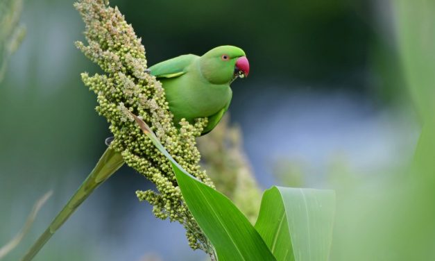 ಕೃಷ್ಣ ದೇವಾಂಗಮಠ ತೆಗೆದ ಈ ದಿನದ ಫೋಟೋ