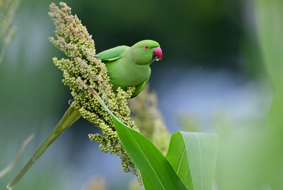 ಕೃಷ್ಣ ದೇವಾಂಗಮಠ ತೆಗೆದ ಈ ದಿನದ ಫೋಟೋ