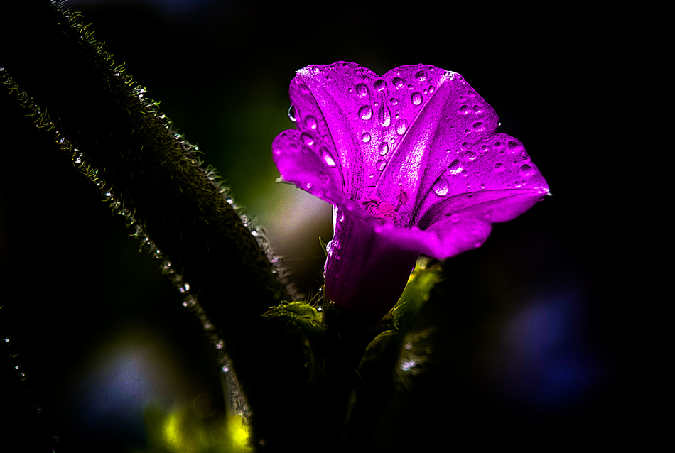 ಸುನೀಲ್‌ ಕುಮಾರ್‌  ಎಂ. ತೆಗೆದ ಈ ದಿನದ ಫೋಟೋ
