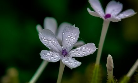 ಸುನೀಲ್‌ ಕುಮಾರ್‌  ಎಂ. ತೆಗೆದ ಈ ದಿನದ ಫೋಟೋ