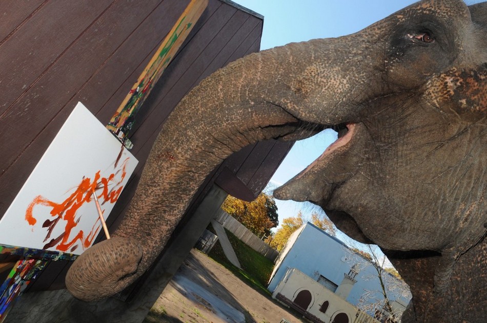 ಆನೆಗಳ ಭಾವ ಪ್ರಪಂಚದ ಚಿತ್ರಗಳು