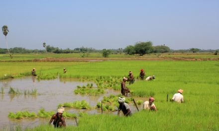 ಕಾವ್ಯಮಾಲೆಯ ಕುಸುಮ: ತಿಪ್ಪಾ ಭಟ್ಟರು ನೇಗಿಲು ಹಿಡಿದರು 