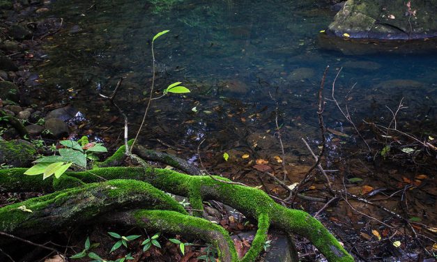 ವಿಪಿನ್‌ ಬಾಳಿಗಾ ತೆಗೆದ ಈ ದಿನದ ಫೋಟೋ