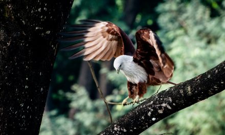 ಸ್ಮಿತಾ ರಾವ್ ತೆಗೆದ ಈ ದಿನದ ಫೋಟೋ