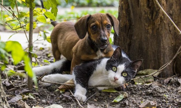 ಪ್ರಾಣಿ ಪ್ರಪಂಚದ ತರ್ಕ ಮೀರಿದ ಕತೆಗಳು
