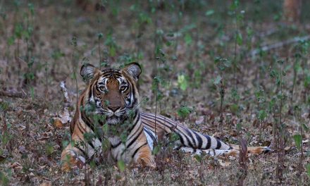 ಹುಲಿ ಚಿರತೆಗಳ ಹುಡುಕಾಡುತ್ತ ಕಬಿನಿ ಅರಣ್ಯದಲ್ಲಿ..