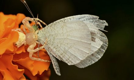 ಕೃಷ್ಣ ದೇವಾಂಗಮಠ ತೆಗೆದ ಏಡಿ ಜೇಡದ ಚಿಟ್ಟೆಯ ಬೇಟೆಯ ಫೋಟೋ