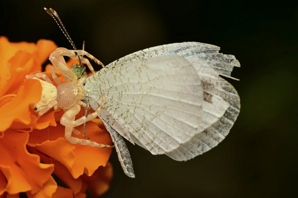 ಕೃಷ್ಣ ದೇವಾಂಗಮಠ ತೆಗೆದ ಏಡಿ ಜೇಡದ ಚಿಟ್ಟೆಯ ಬೇಟೆಯ ಫೋಟೋ