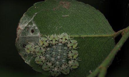 ಡಾ. ಅಭಿಜಿತ್‌ ಎಪಿಸಿ ತೆಗೆದ ಈ ದಿನದ ಚಿತ್ರ
