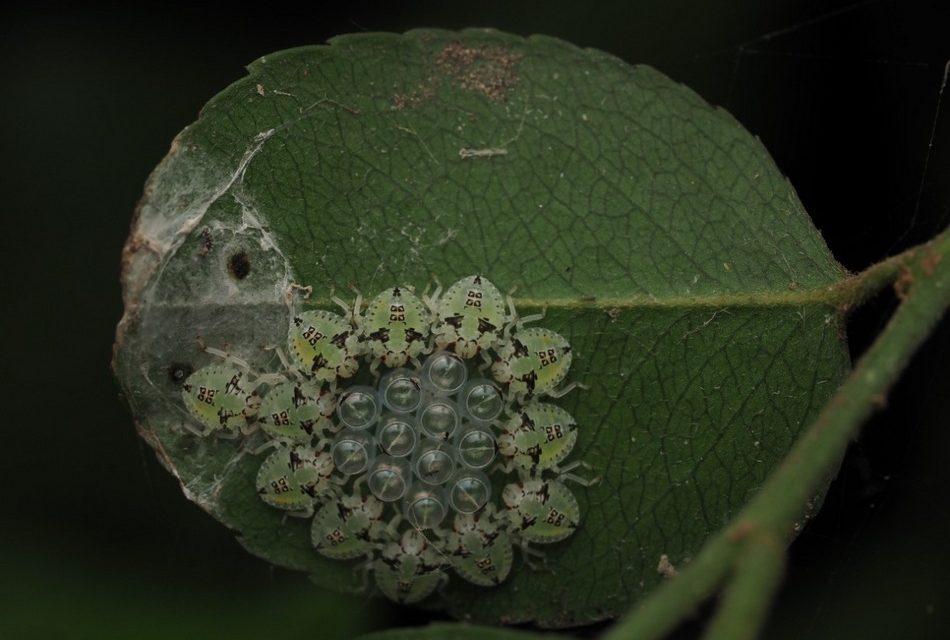 ಡಾ. ಅಭಿಜಿತ್‌ ಎಪಿಸಿ ತೆಗೆದ ಈ ದಿನದ ಚಿತ್ರ