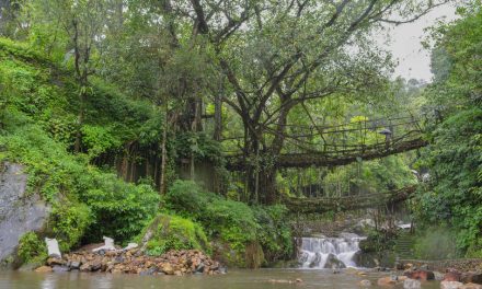 ಜೀವಂತ ಬೇರುಗಳ ಸೇತುವೆಯ ಮೇಲೆ ನಡೆಯುತ್ತಾ…