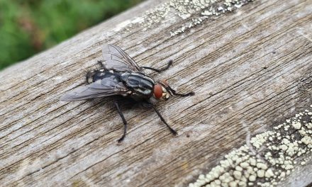 ಒಂದು ನೊಣದ ಕಥೆ….