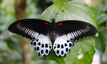 ಪೂರ್ಣೇಶ್ ಮತ್ತಾವರ ತೆಗೆದ ಈ ದಿನದ ಫೋಟೋ