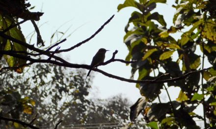 ಸಬೀನಾ ಎ. ತೆಗೆದ ಈ ದಿನದ ಫೋಟೋ