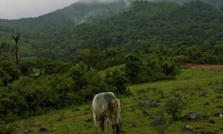 ಮುಗ್ಧತೆಯನ್ನೂ ತಾತ್ವಿಕತೆಯನ್ನೂ ಪೋಣಿಸಿಕೊಂಡ ರಶೀದ್‍ರ ಕತೆಗಳು