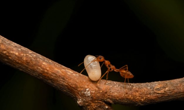 ಕೃಷ್ಣ ದೇವಾಂಗಮಠ ತೆಗೆದ ಈ ದಿನದ ಫೋಟೋ