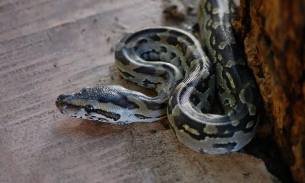 ಗಂಟಿನೊಳಗಿದ್ದ ಹೆಬ್ಬಾವು ಮಾಯವಾಗಿದೆಯೆಂದರೆ..