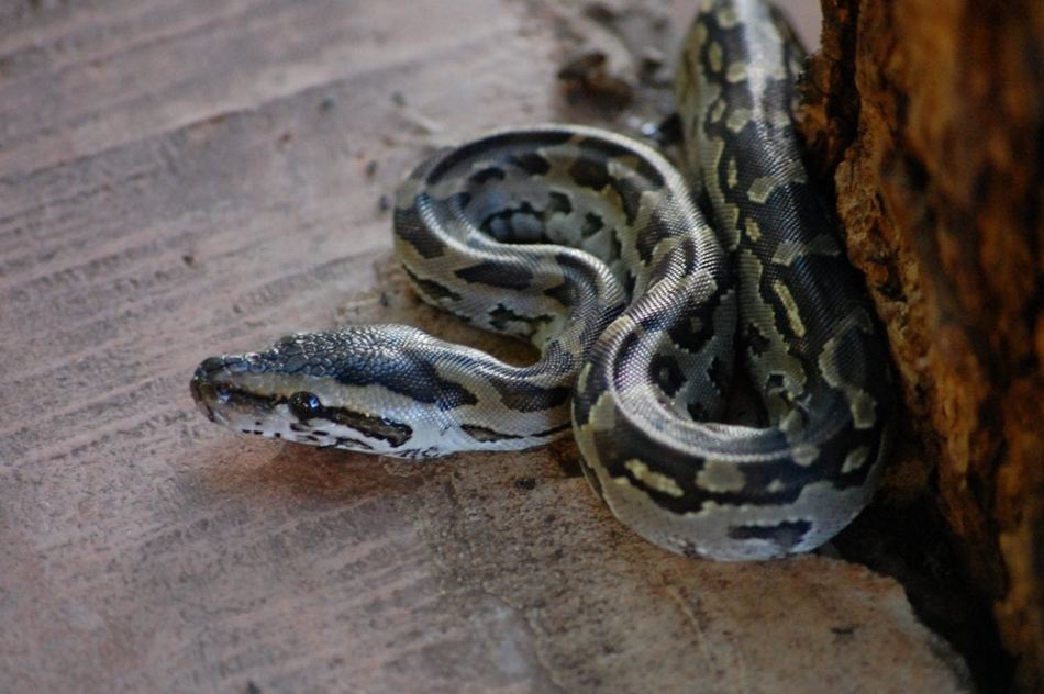 ಗಂಟಿನೊಳಗಿದ್ದ ಹೆಬ್ಬಾವು ಮಾಯವಾಗಿದೆಯೆಂದರೆ..