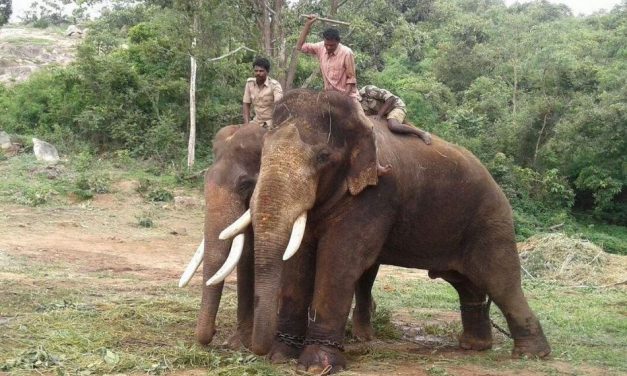ಆನೆಗಳಿಗಾಗಿ ಕಾಡಿನಲ್ಲಿ ಮೇವು ಬೆಳೆದರೇ..