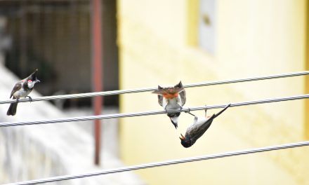 ಅಭಿಷೇಕ್ ವೈ.ಎಸ್. ತೆಗೆದ ಈ ದಿನದ ಫೋಟೋ