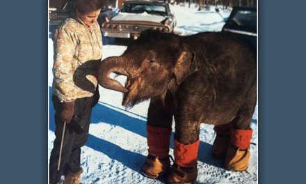 ಬಹುಮಾನವಾಗಿ ಸಿಕ್ಕ ಆನೆಮರಿಯೊಂದರ ಜೀವನಗಾಥೆ