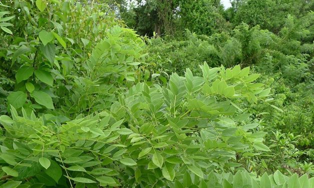 ಸಾವೇ ಇಲ್ಲದ ಗಿಡ ಮತ್ತು ಹ್ಯುಮಸ್ಸು