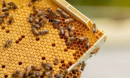 ನಾಳೆಗೆಂದು ತೆಗೆದಿರಿಸಿದ ಮುಷ್ಟಿ ಪೃಥುಕ