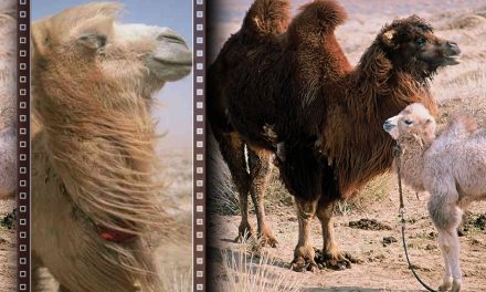 ಈ‌ ಒಂಟೆಗೇಕೆ ಮರಿಯ ಮೇಲಿಷ್ಟು ಸಿಟ್ಟು..