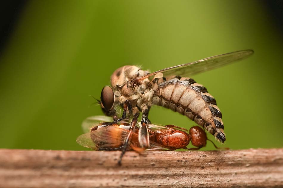 ಕೃಷ್ಣ ದೇವಾಂಗಮಠ ತೆಗೆದ ಈದಿನದ ಫೋಟೊ