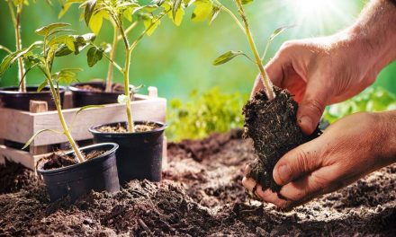 ಒಣಎಲೆ ಗೊಬ್ಬರದ ಕಿರು ಕಥೆಗಳು