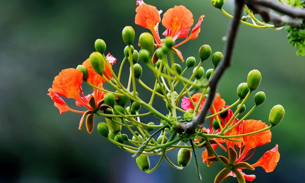 ಗೀತಾ ಹೆಗಡೆ ಬರೆದ ಈ ದಿನದ ಕವಿತೆ