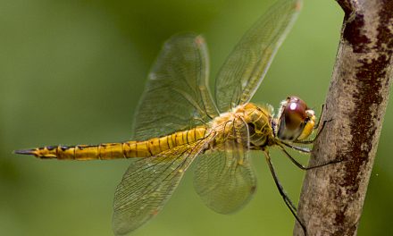 ಭರತ್ ಬಾಬು ತೆಗೆದ ಈ ದಿನದ ಫೋಟೋ