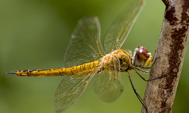 ಭರತ್ ಬಾಬು ತೆಗೆದ ಈ ದಿನದ ಫೋಟೋ