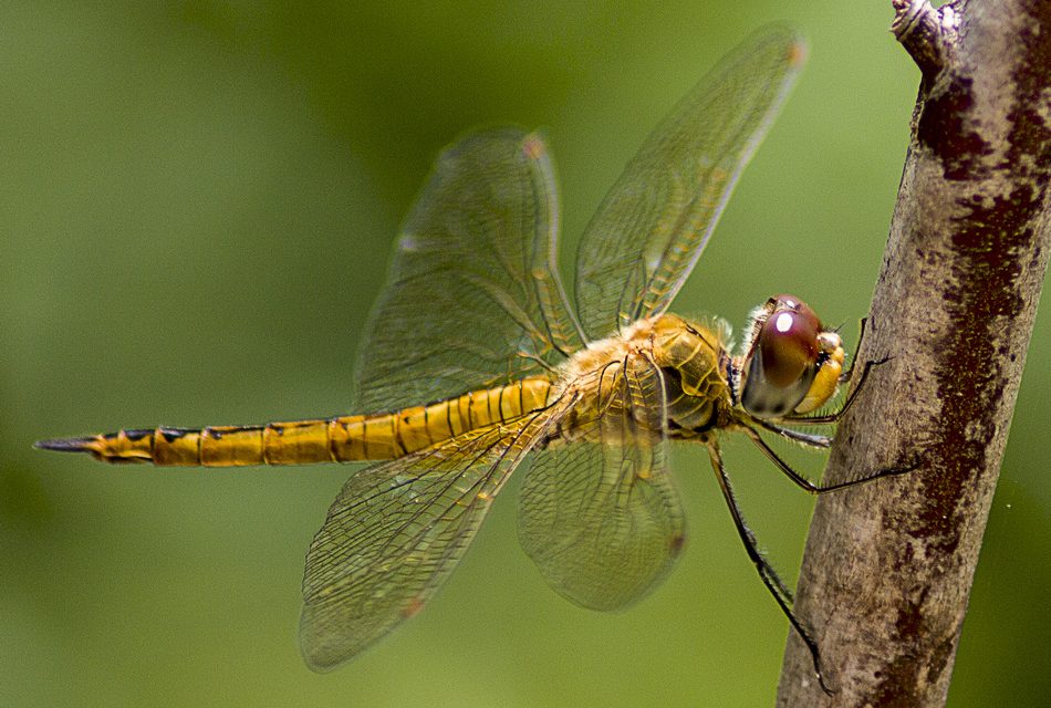 ಭರತ್ ಬಾಬು ತೆಗೆದ ಈ ದಿನದ ಫೋಟೋ
