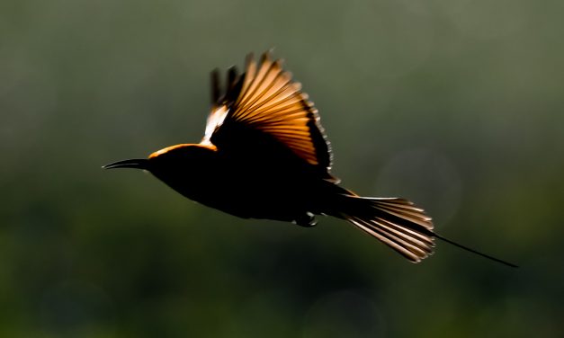 ಕೃಷ್ಣ ದೇವಾಂಗಮಠ ತೆಗೆದ ಈ ದಿನದ ಫೋಟೊ