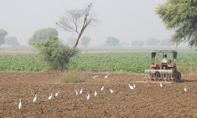 ಅಯ್ಯೋ ಸರ್ ಇಲ್ಲಿ ಹಲ್ಲಿಗಳು ಇವೆ!