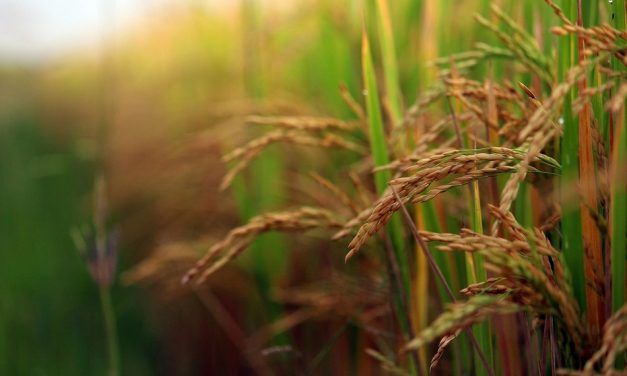 ಇದ್ದ ಮೂವರಲ್ಲಿ ಕದ್ದವರು ಯಾರು?