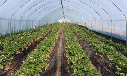 ನಿನ್ನೆ ಇದ್ದದ್ದು ಇವತ್ತು ಮಂಗಮಾಯ!