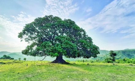ಮಾವಿನ ತೋಪಿನ ಎರಡು ಕತೆಗಳು: ಮಾರುತಿ ಗೋಪಿಕುಂಟೆ ಸರಣಿ