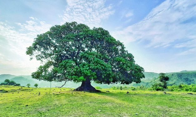 ಮಾವಿನ ತೋಪಿನ ಎರಡು ಕತೆಗಳು: ಮಾರುತಿ ಗೋಪಿಕುಂಟೆ ಸರಣಿ