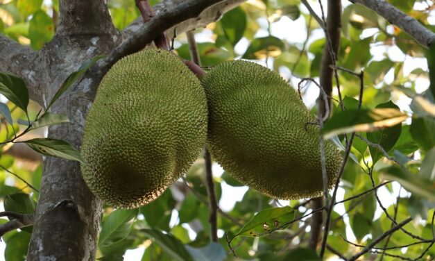 ಮುಳ್ಳಕ್ಕಿಯ ರೆಕ್ಕೆಪುಕ್ಕಗಳು: ಡಾ. ಚಂದ್ರಮತಿ ಸೋಂದಾ ಸರಣಿ