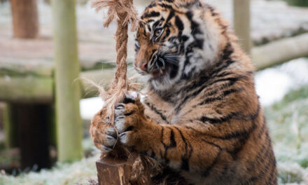 ನಾವೇ ಭೂಮಿಯ ವಾರಸುದಾರರೇ?: ಚಂದ್ರಮತಿ ಸೋಂದಾ ಸರಣಿ